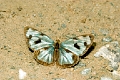 NYMPHALIDAE, Dinamine postverta